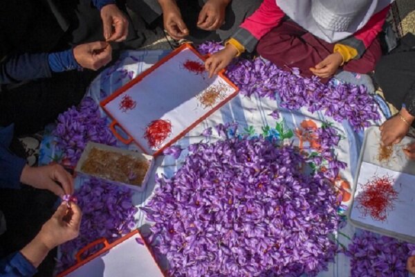 فرصت طلایی در دشت های کرمان؛ زعفران کشاورزی را نجات می دهد