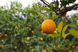 ايران تصدر منتجات الحمضيات الطازجة الى اكثر من 30 دولة في العالم