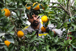 Orange harvest in Golestan province’s orchards