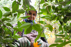 İran'da portakal hasadı