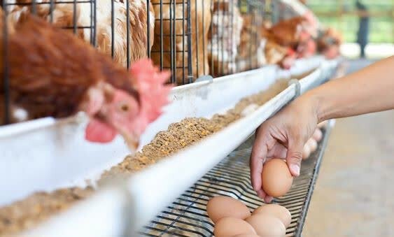 چالش ناترازی درزنجیره تأمین تخممرغ؛ شکاف میان قیمتهای تمامشده وعرضه