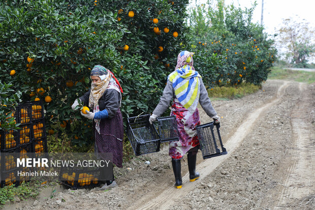 برداشت پرتقال در گلستان