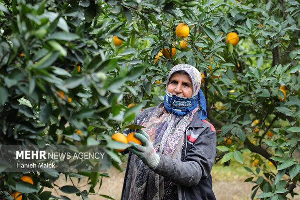 برداشت پرتقال در گلستان