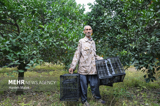 برداشت پرتقال در گلستان