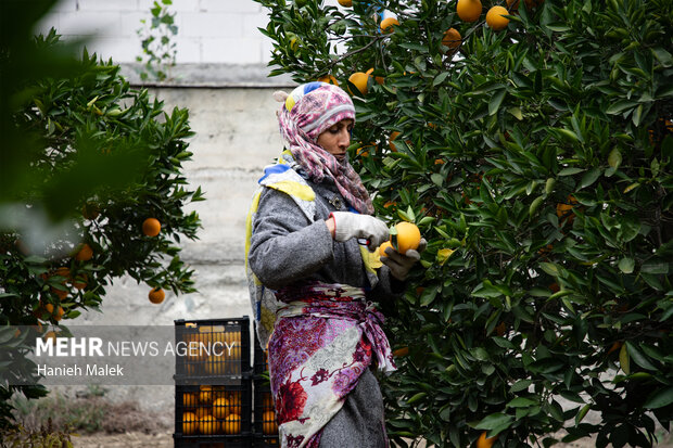 برداشت پرتقال در گلستان