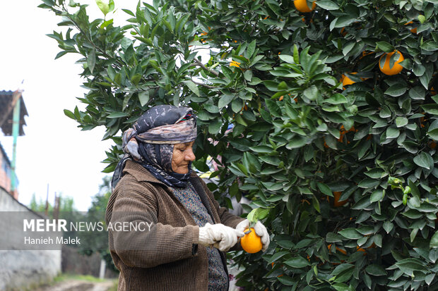 برداشت پرتقال در گلستان