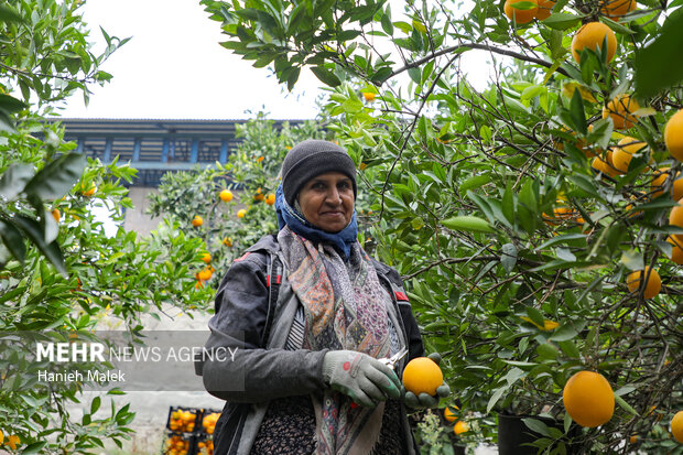 برداشت پرتقال در گلستان