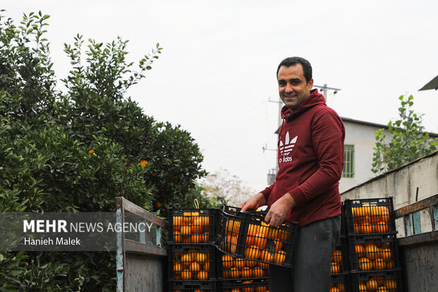 برداشت پرتقال در گلستان