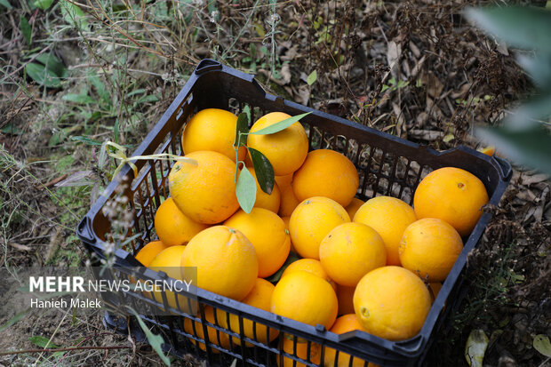 برداشت پرتقال در گلستان
