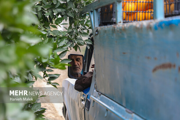 برداشت پرتقال در گلستان