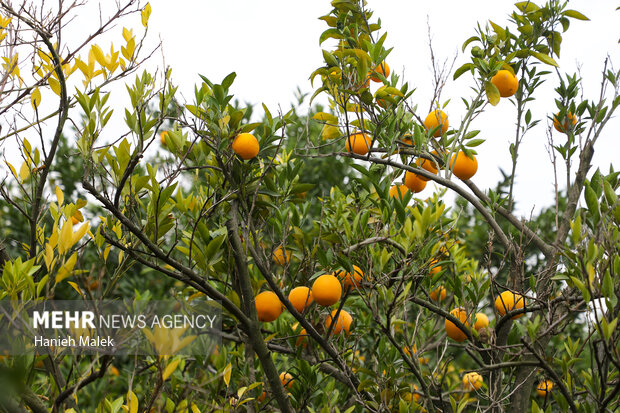 Iran’s Mazandaran exports over 29,000 tons of fruit a day