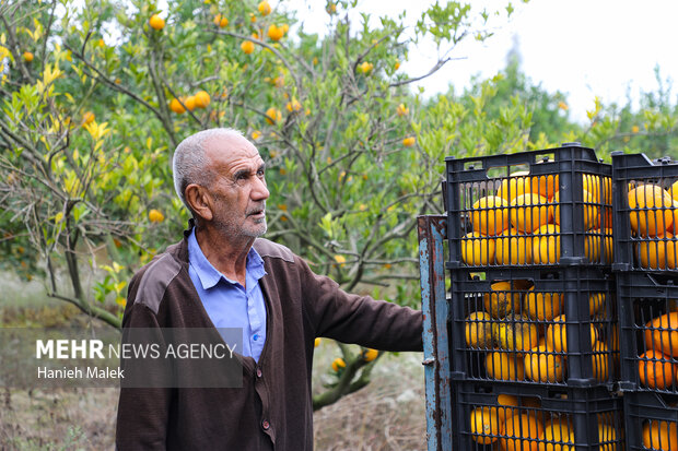 برداشت پرتقال در گلستان
