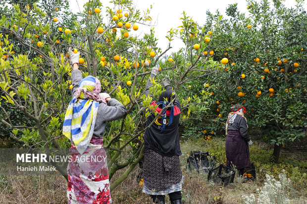 برداشت پرتقال در گلستان