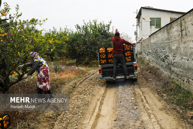 برداشت پرتقال در گلستان
