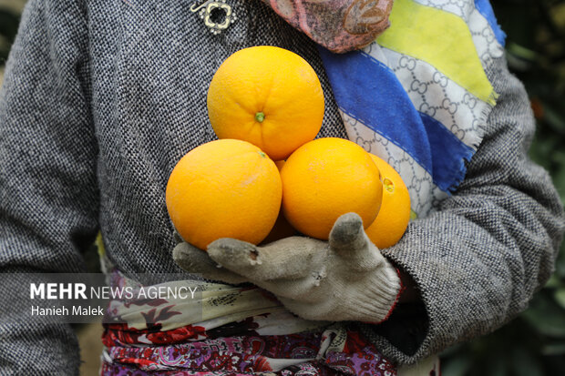 برداشت پرتقال در گلستان