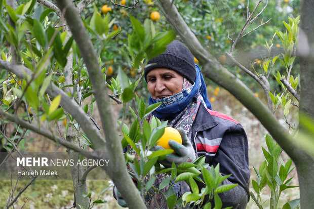 برداشت پرتقال در گلستان