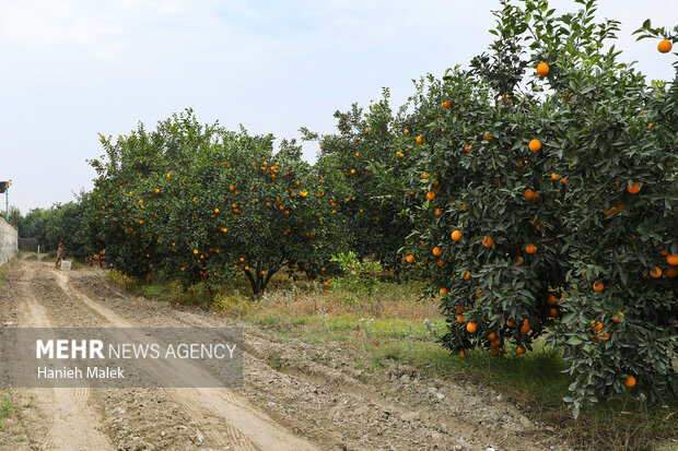 برداشت پرتقال در گلستان