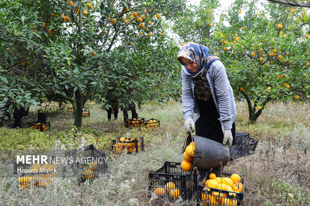 برداشت پرتقال در گلستان