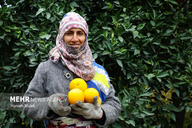 برداشت پرتقال در گلستان
