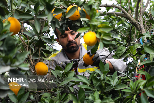 برداشت پرتقال در گلستان