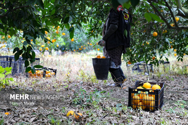 برداشت پرتقال در گلستان