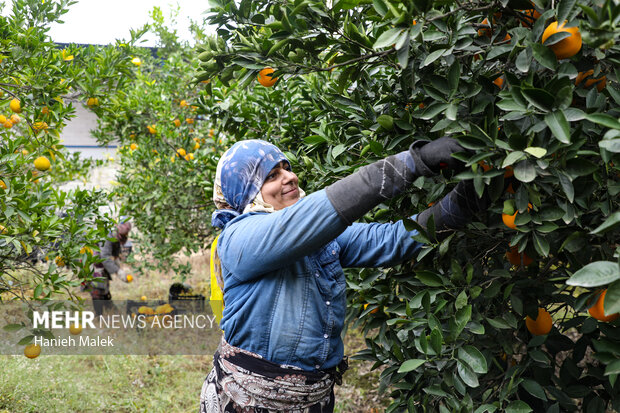 برداشت پرتقال در گلستان