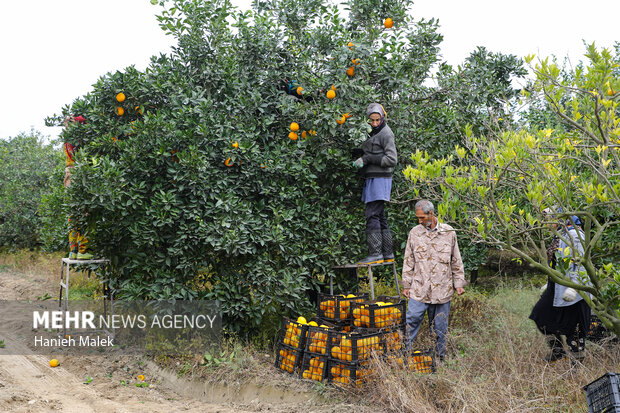 برداشت پرتقال در گلستان