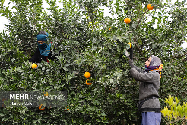برداشت پرتقال در گلستان