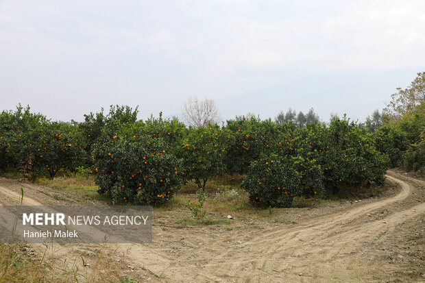 برداشت پرتقال در گلستان
