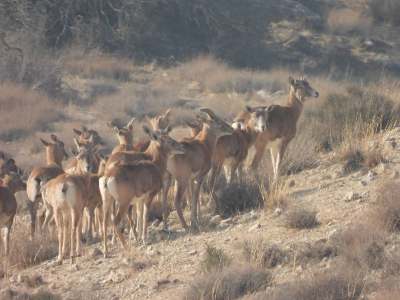 جباری: سرشماری پهپادی حیات وحش کشور در پارک ملی دریاچه ارومیه انجام شد