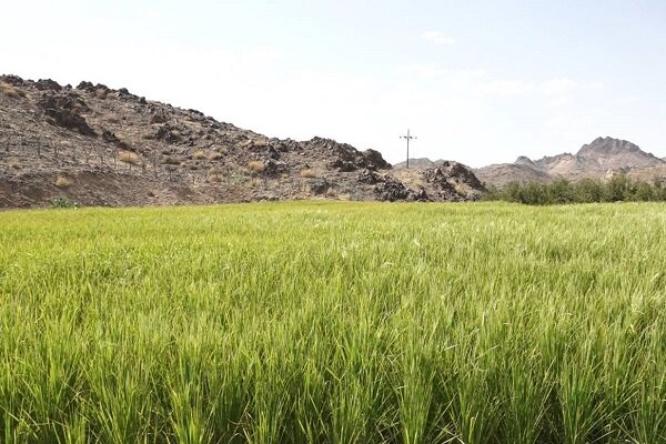 رونق کشت برنج بلوچستان نیازمند مدیریت آب و استفاده از تجربه کشاورزان