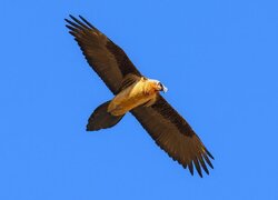 هُما بر فراز زیستگاه‌های طبیعی فریدن مشاهده شد+ تصاویر