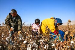 برداشت پنبه از مزارع خراسان شمالی