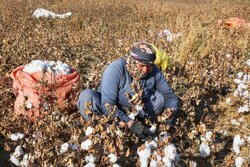 پەموو ڕنین لای کوردانی خوراسان