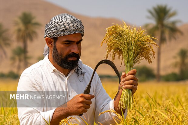 رونق کشت برنج بلوچستان نیازمند مدیریت آب و استفاده از تجربه کشاورزان