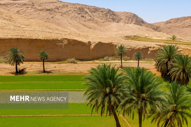 رونق کشت برنج بلوچستان نیازمند مدیریت آب و استفاده از تجربه کشاورزان