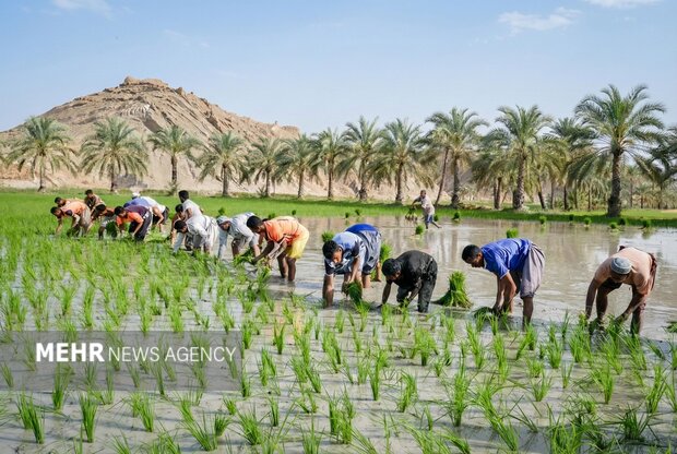 رونق کشت برنج بلوچستان نیازمند مدیریت آب و استفاده از تجربه کشاورزان