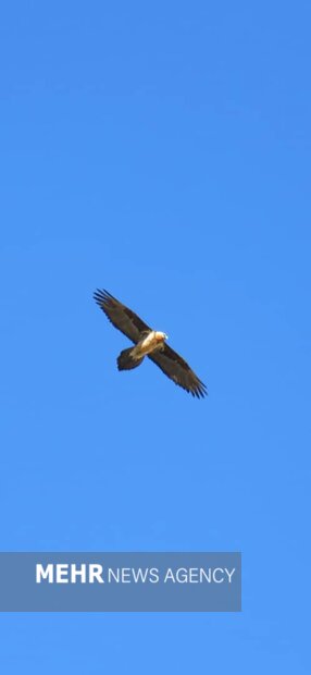 هُما بر فراز زیستگاههای طبیعی فریدن مشاهده شد+ تصاویر