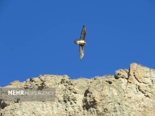 هُما بر فراز زیستگاه‌های طبیعی فریدن مشاهده شد+ تصاویر