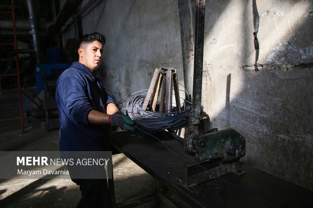 برداشت پنبه از مزارع خراسان شمالی