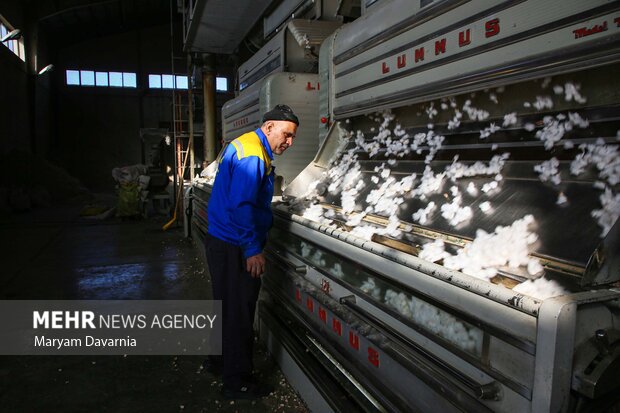 برداشت پنبه از مزارع خراسان شمالی