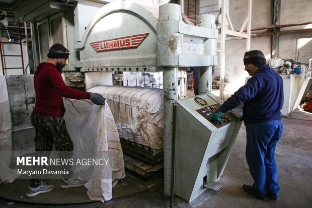 برداشت پنبه از مزارع خراسان شمالی