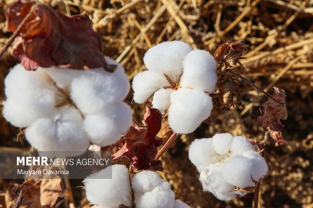 برداشت پنبه از مزارع خراسان شمالی