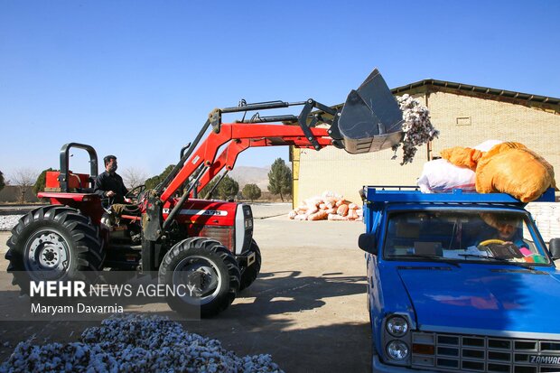 برداشت پنبه از مزارع خراسان شمالی
