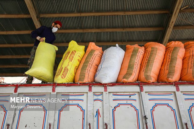 برداشت پنبه از مزارع خراسان شمالی