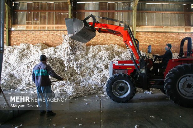 برداشت پنبه از مزارع خراسان شمالی