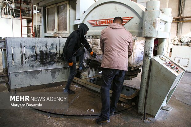 برداشت پنبه از مزارع خراسان شمالی