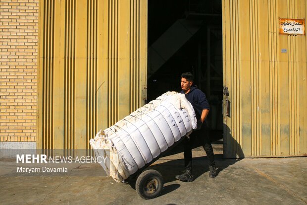 برداشت پنبه از مزارع خراسان شمالی