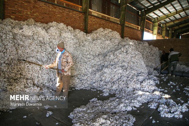 برداشت پنبه از مزارع خراسان شمالی