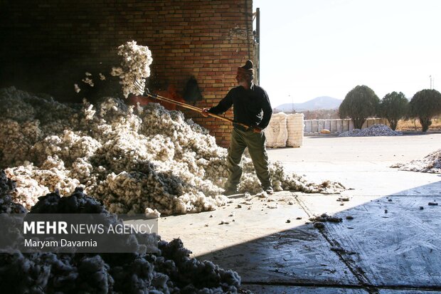 برداشت پنبه از مزارع خراسان شمالی
